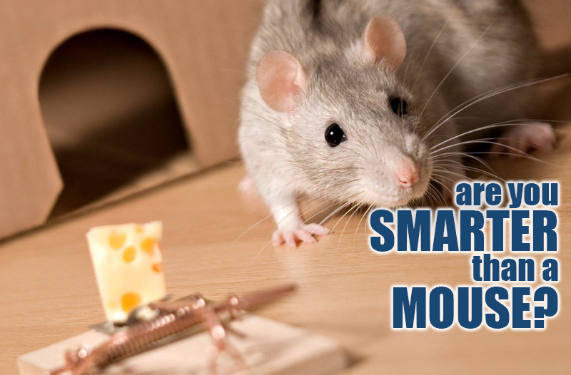 Are You Smarter than a Mouse? – PreachingHelp.org